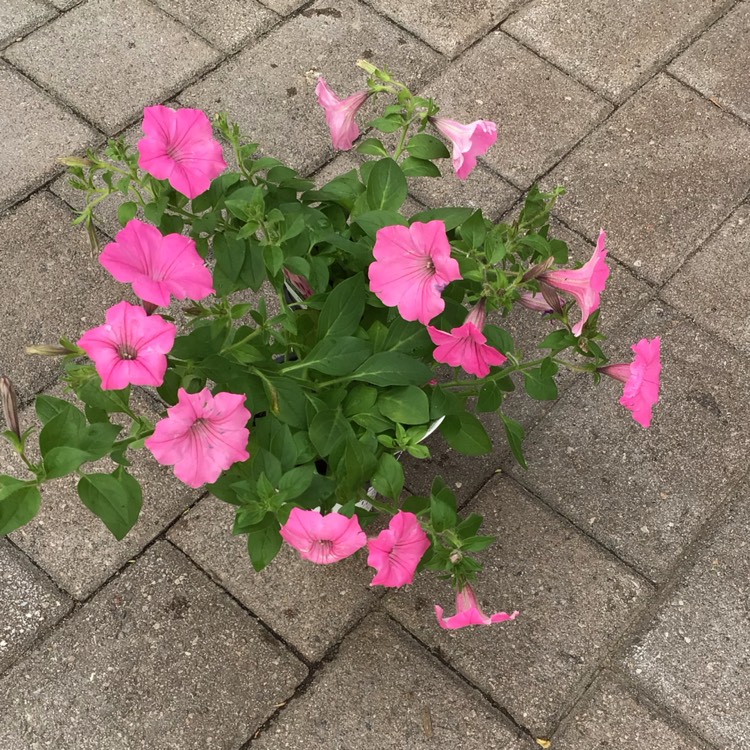 plant image 1663155 plant image 1663155