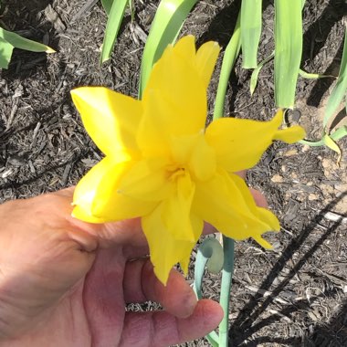 Narcissus 'Apotheose'