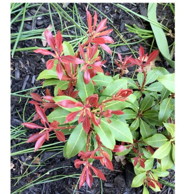 Pieris japonica 'Mountain Fire'