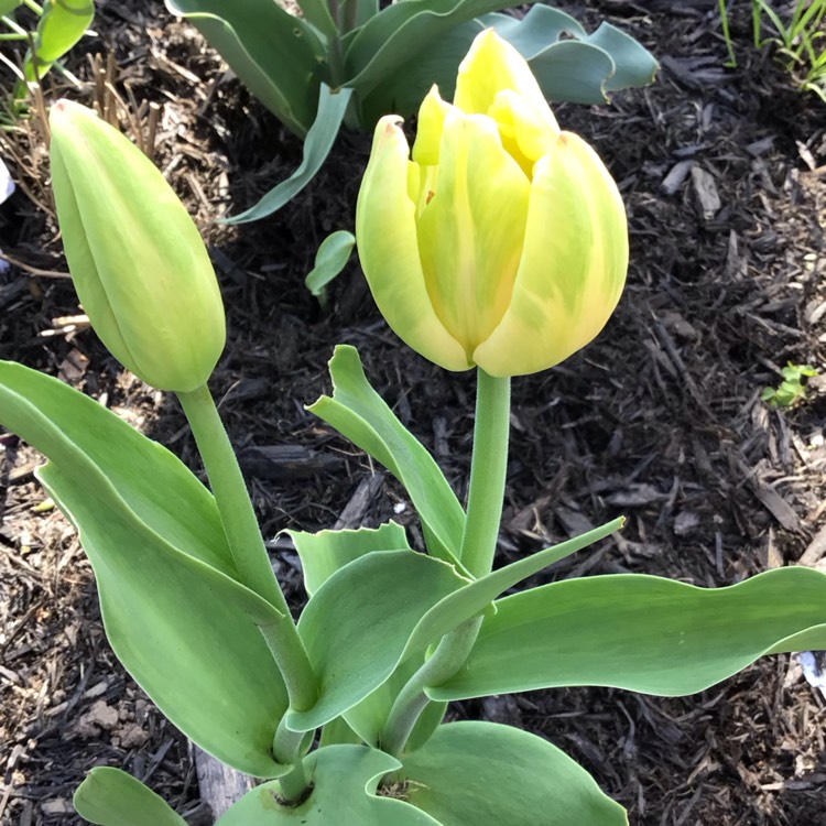 plant image 1663945