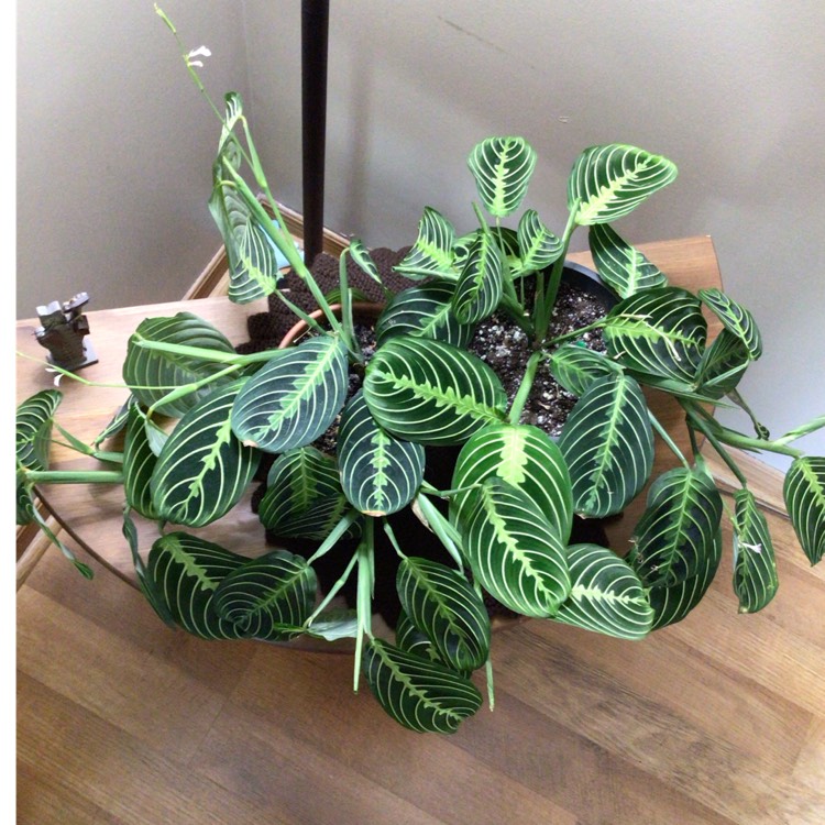 plant image 1665234 plant image 1665234
