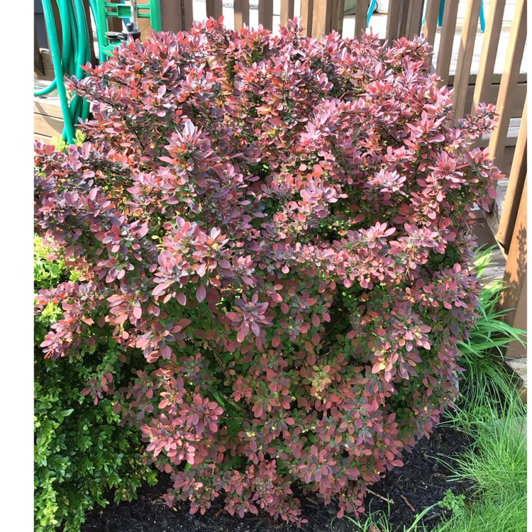 plant image 1666514 plant image 1666514