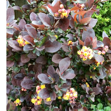 Berberis thunbergii 'Rose Glow'