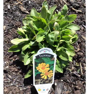 Coreopsis
