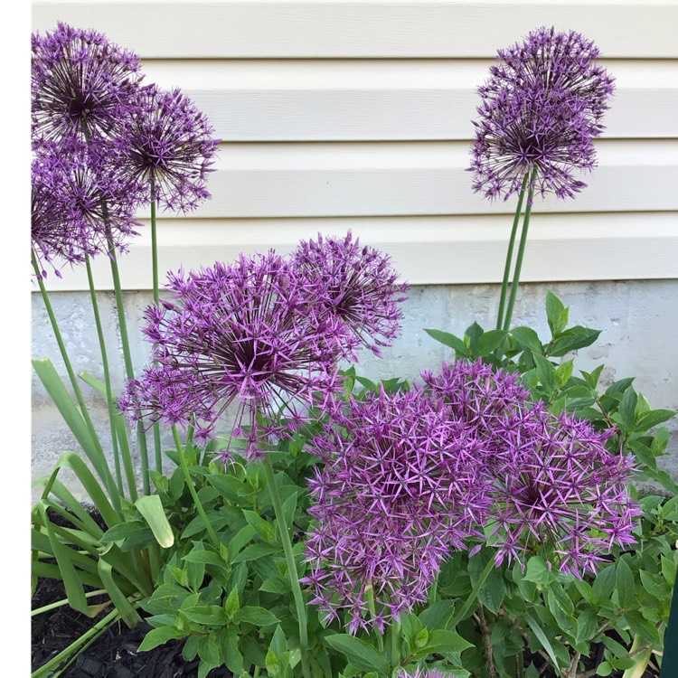 plant image 1668425 plant image 1668425