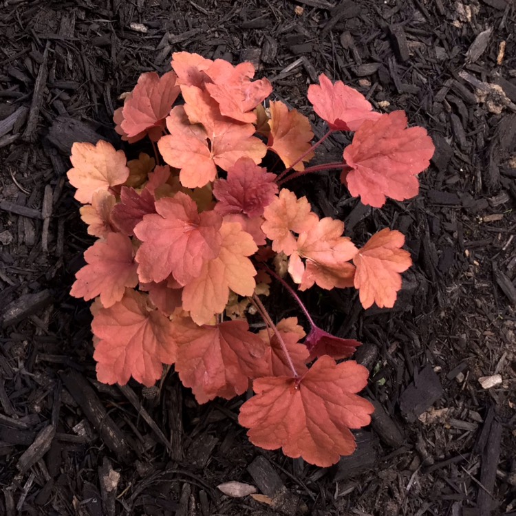 plant image 1668662 plant image 1668662