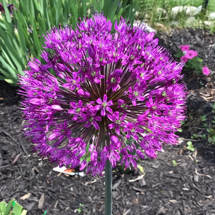 plant image 1668667 plant image 1668667