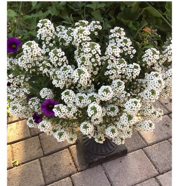Lobularia maritima 'Dlobu21' syn. Lobularia maritima 'White Stream'