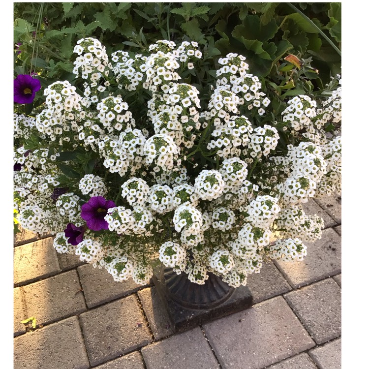 plant image 1668746