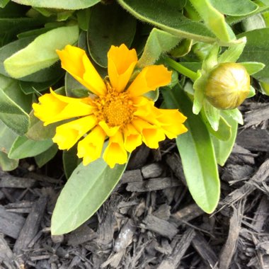 Coreopsis