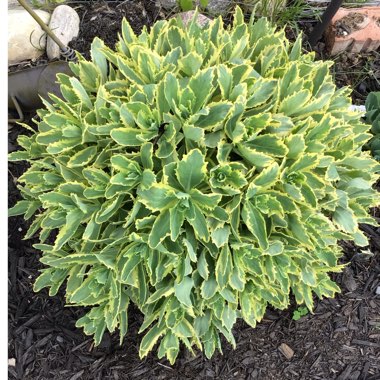 Stonecrop