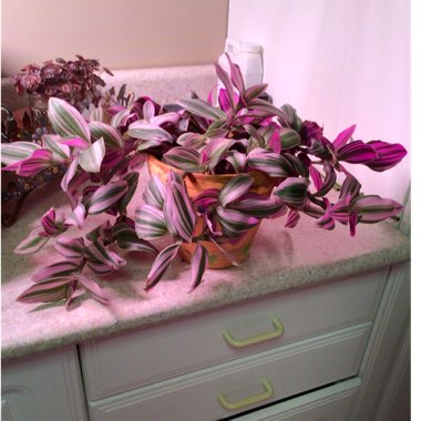 Tradescantia 'Nanouk'