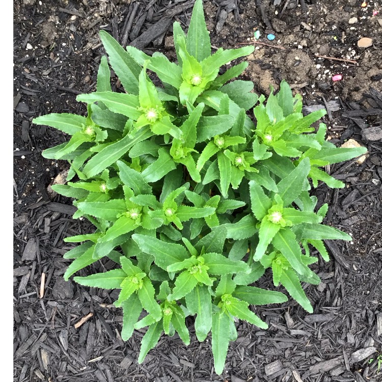 plant image 1669202