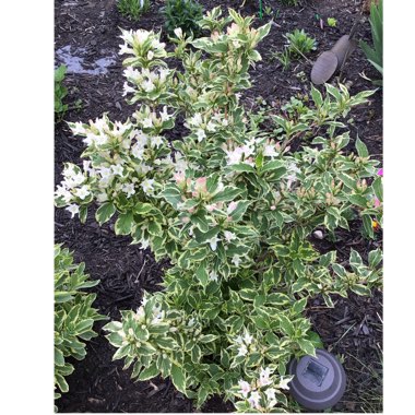 Weigela 'Florida Variegata' syn. Weigela florida 'Variegata', Weigela florida 'Aureovariegata'