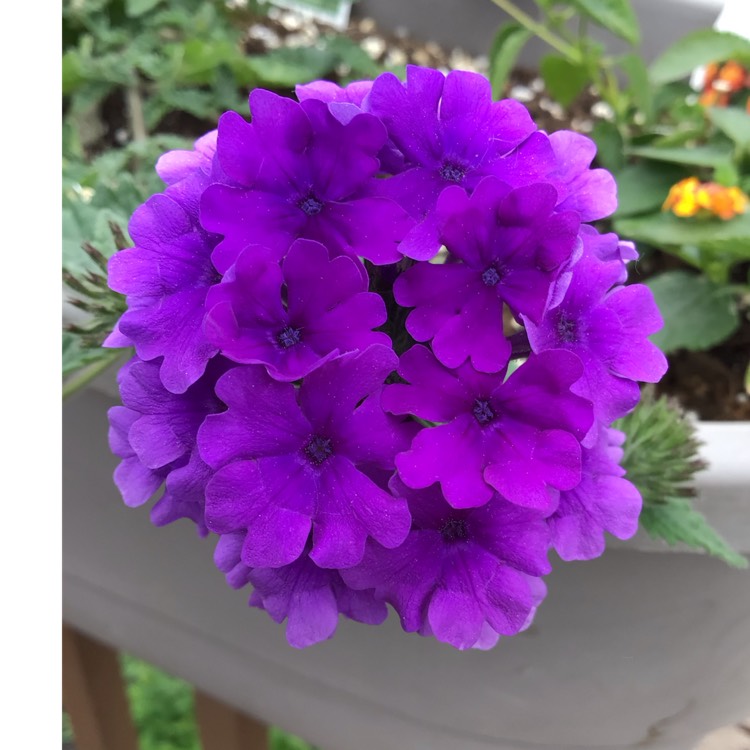 plant image 1669610