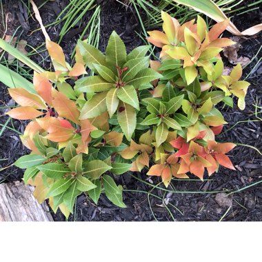 Pieris 'Mountain Fire'