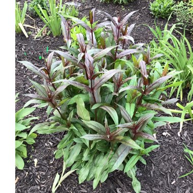 Beardtongue 'Husker Red'