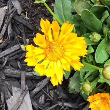 Coreopsis