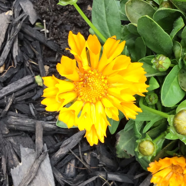 plant image 1671180