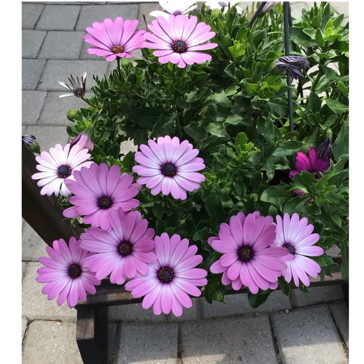plant image 1671416 plant image 1671416