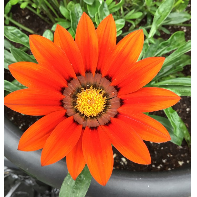 Plant image Gazania rigens 'Kiss Bronze'