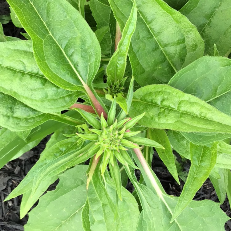 plant image 1673633 plant image 1673633