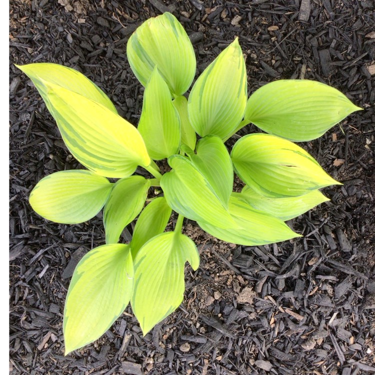 plant image 1673635 plant image 1673635