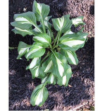 Hosta 'Night Before Christmas'
