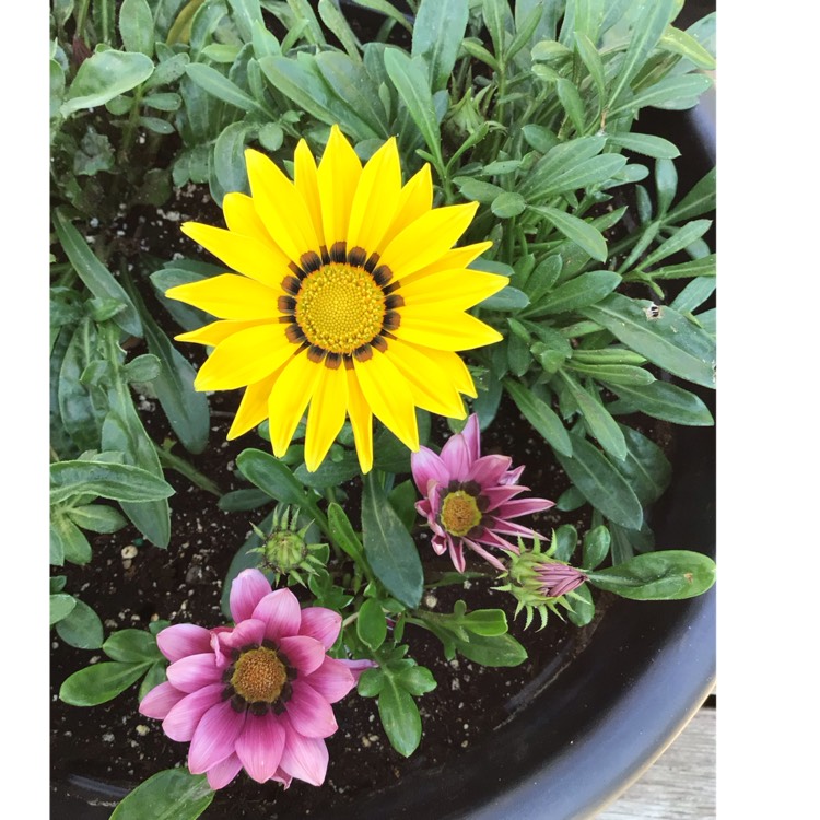 plant image 1674239 plant image 1674239