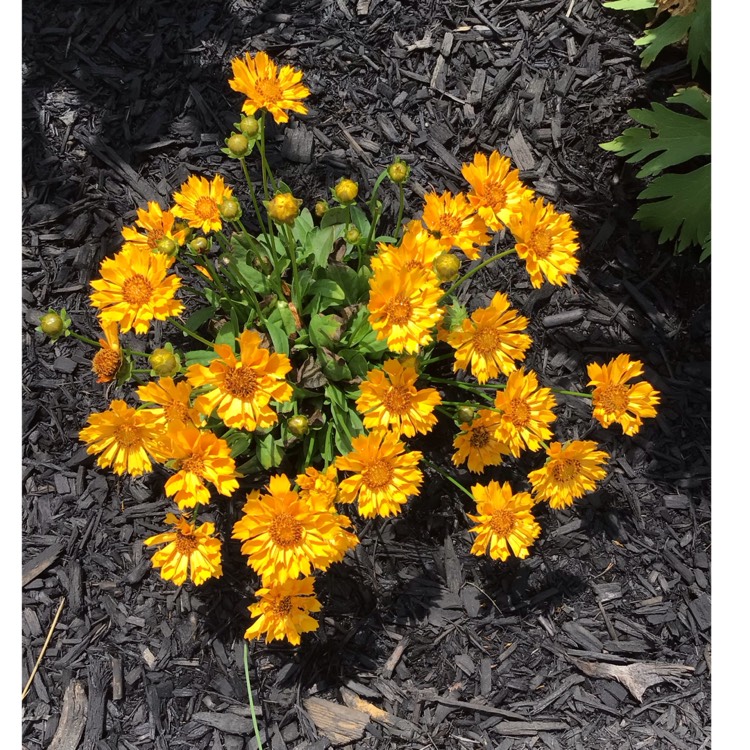 plant image 1674854