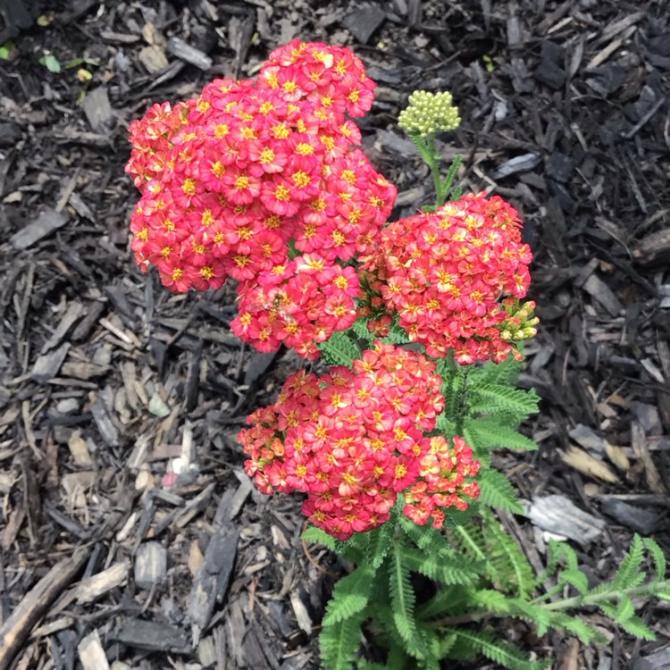 plant image 1675628 plant image 1675628