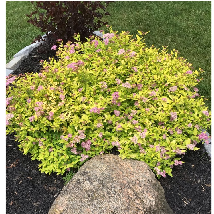plant image 1675629 plant image 1675629