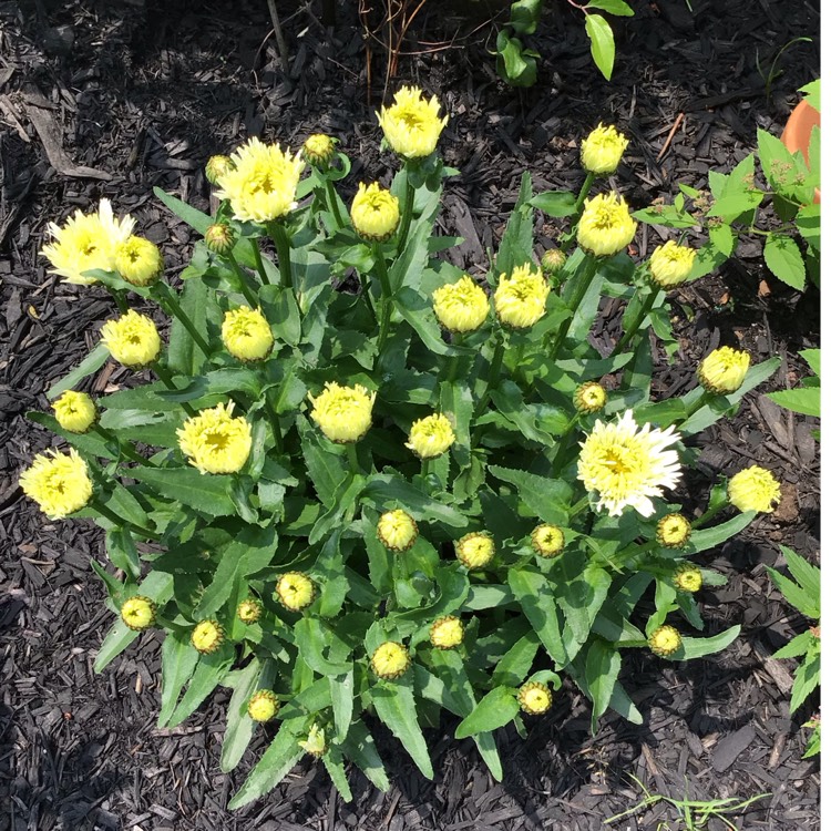 plant image 1675888 plant image 1675888