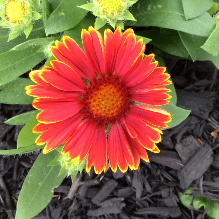 plant image 1676013 plant image 1676013