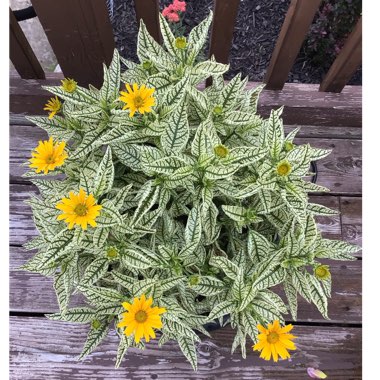 Heliopsis Helianthoides 'Sunstruck' PP22524