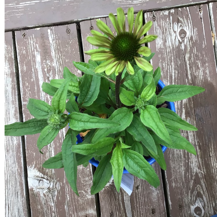 plant image 1676203 plant image 1676203