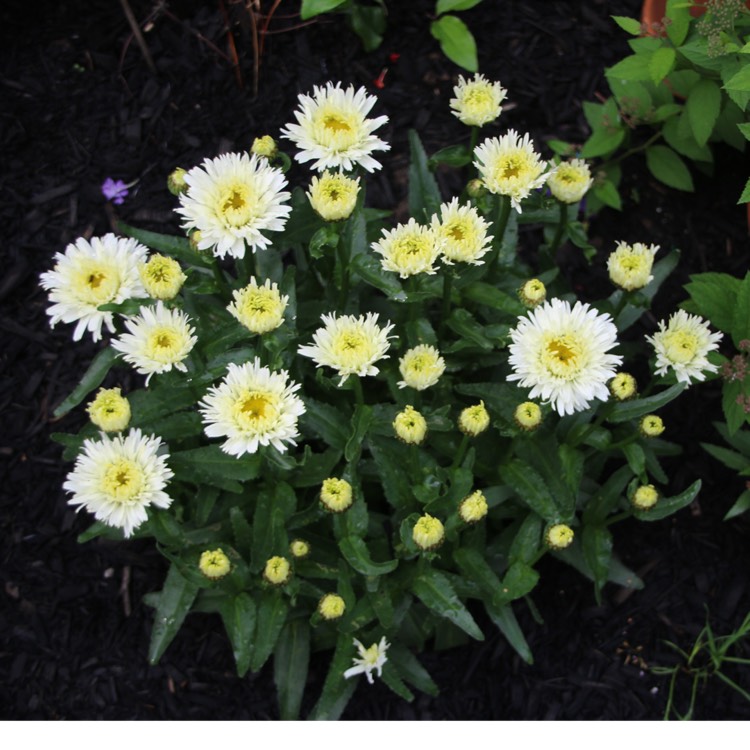 plant image 1676215 plant image 1676215