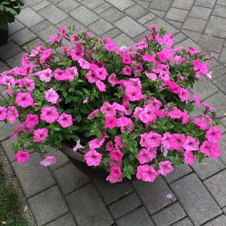 plant image 1676360 plant image 1676360