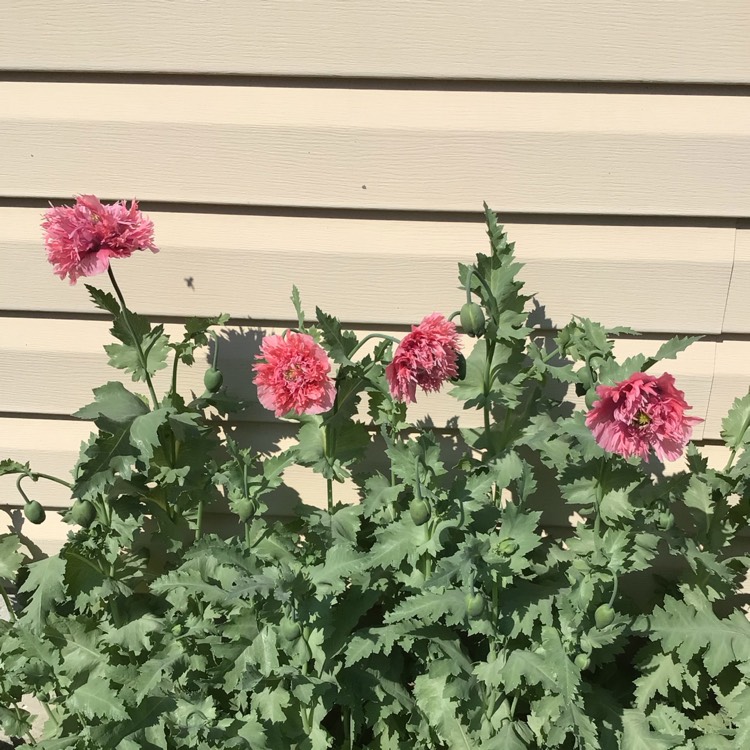 plant image 1676470