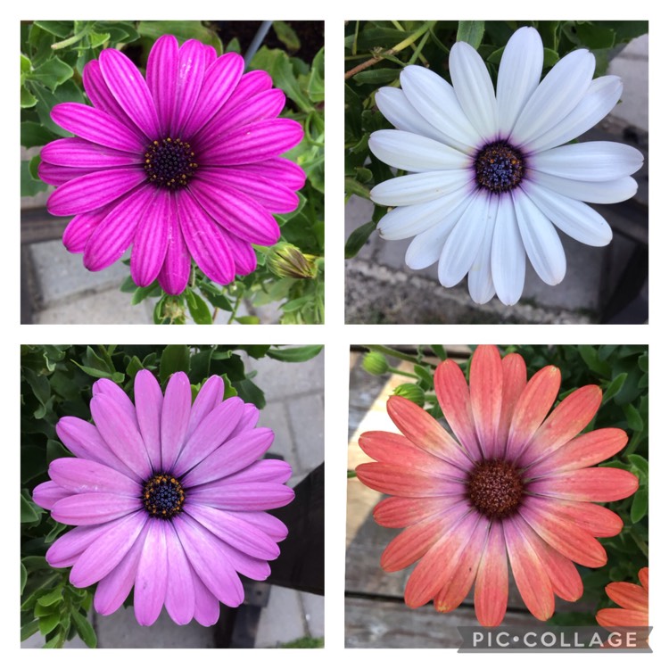 Plant image Arctotis 'Safari Sunset'