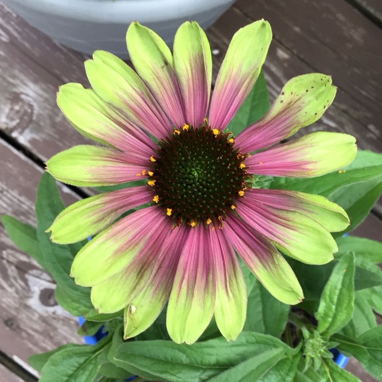 plant image 1676706 plant image 1676706