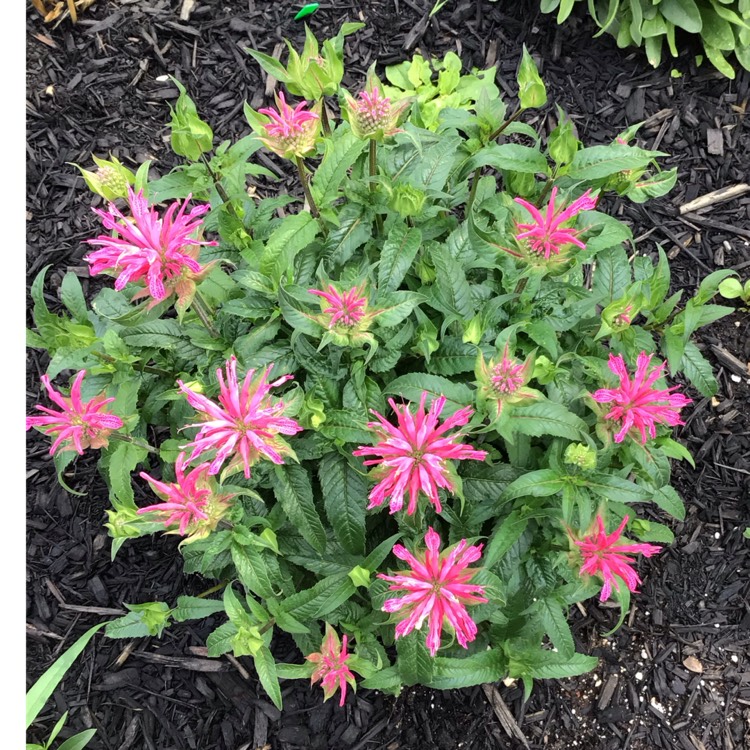 plant image 1676823