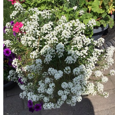 Lobularia maritima 'Dlobu21' syn. Lobularia maritima 'White Stream'