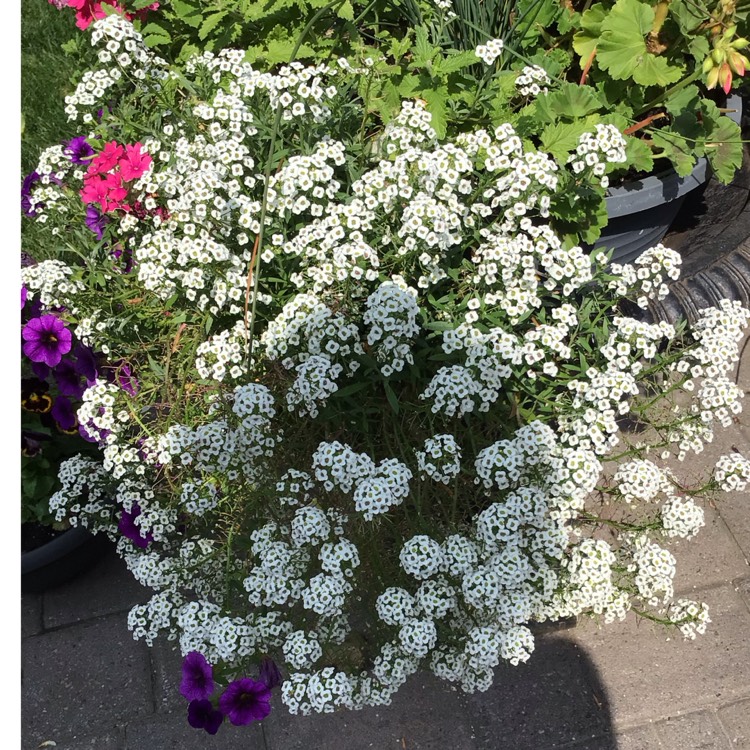 plant image 1676974