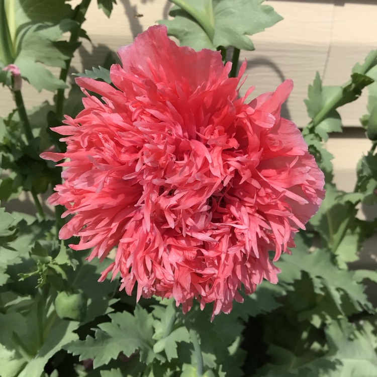 plant image 1676976