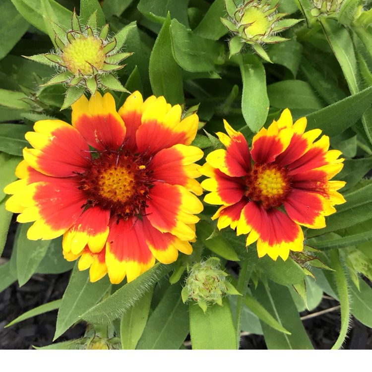 plant image 1677577 plant image 1677577