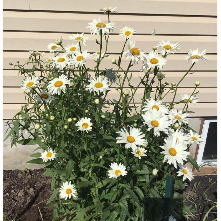 plant image 1677652
