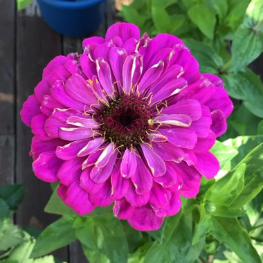 Zinnia elegans 'Purple Prince'