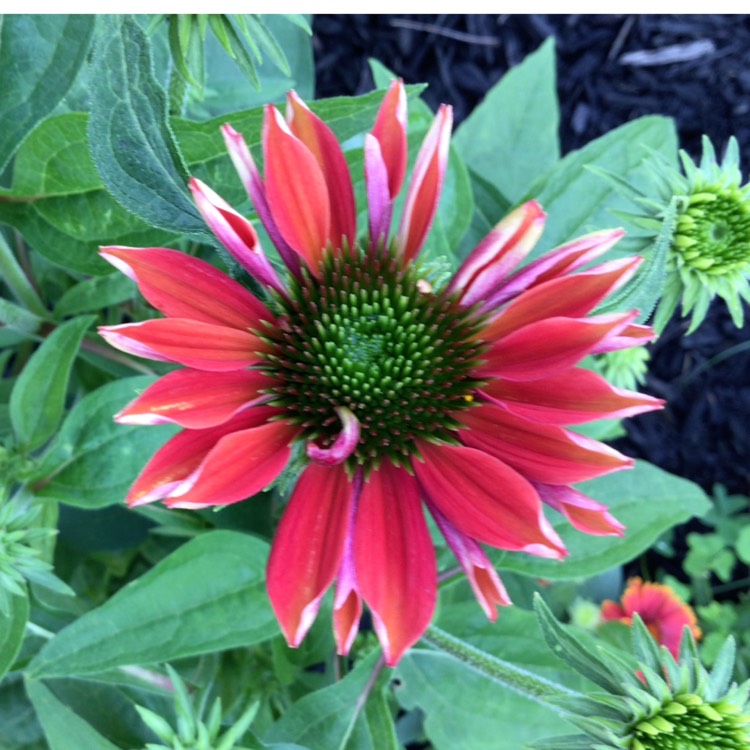 plant image 1677793 plant image 1677793