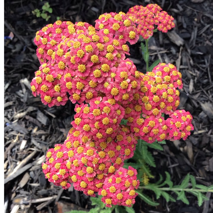 plant image 1678013 plant image 1678013